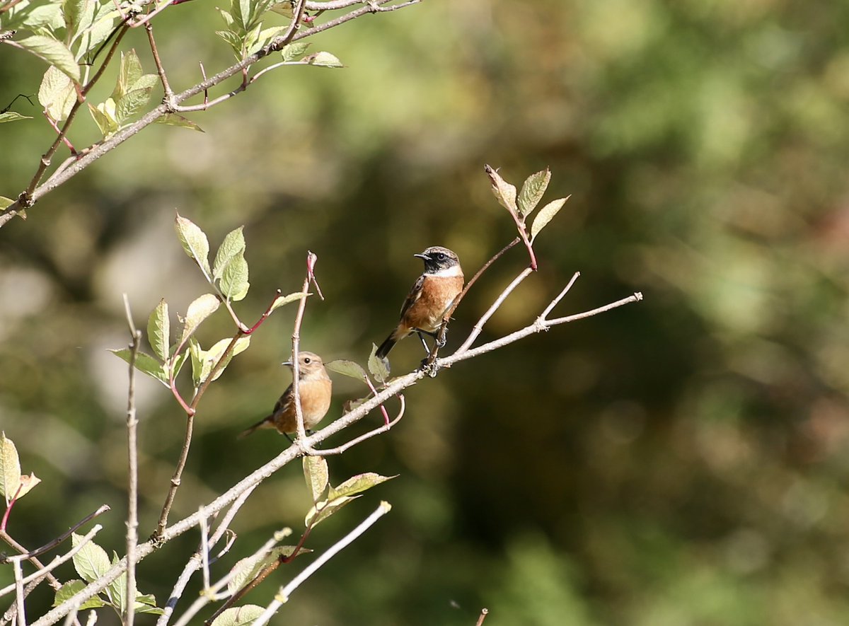MaxineHovell's tweet photo. Stonechats at Langley Vale Woods #birds #BIRDSTORY #birds #birdphotography #birding #wildlife #WildlifeConservation https://t.co/nzbdChYzCF