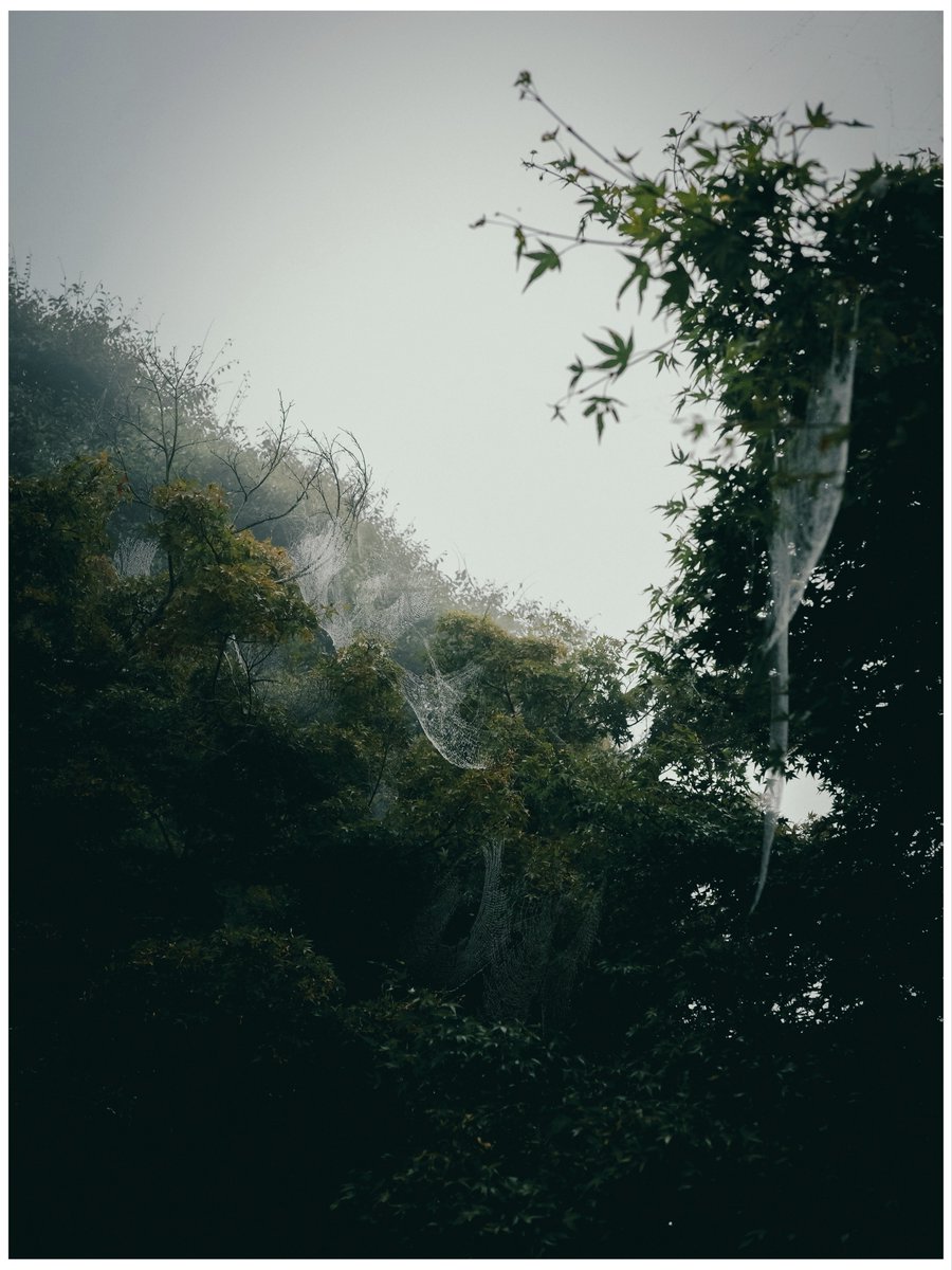marksbranding's tweet image. 心をフラットに戻す山行

#GRIIIx