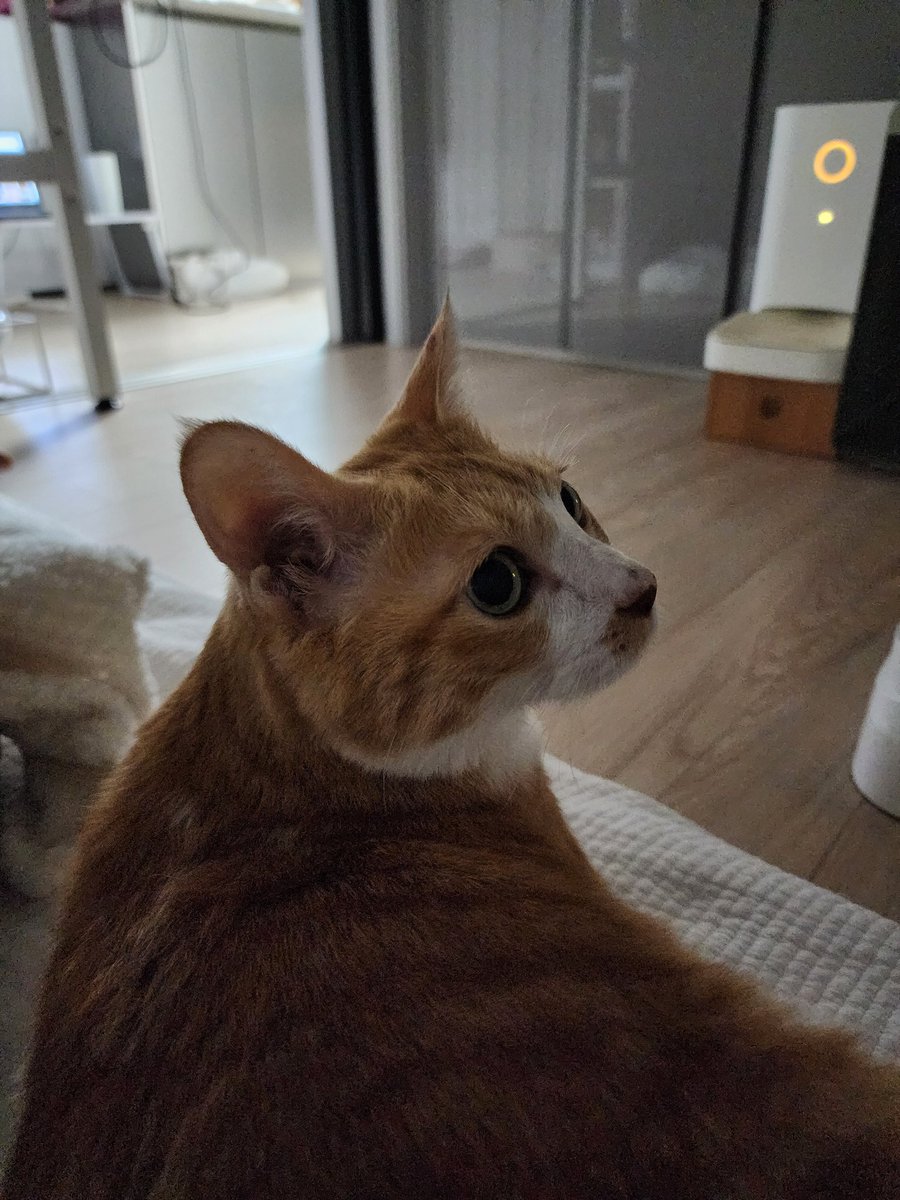 🧶로이폴리맘🐱🐈🐱🐈 (@roy_poly) on Twitter photo 