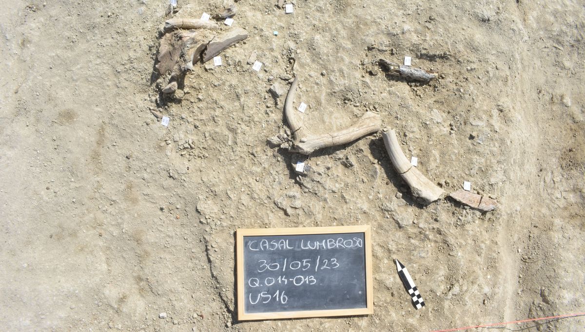EarthArchivesHQ's tweet image. Elephants were on the menu for hominins living in Italy 400,000 years ago, and a rare fossil reveals the tools they used, as well as those they got out of the process.

iflscience.com/400000-year-ol…

#fossils #paleontology