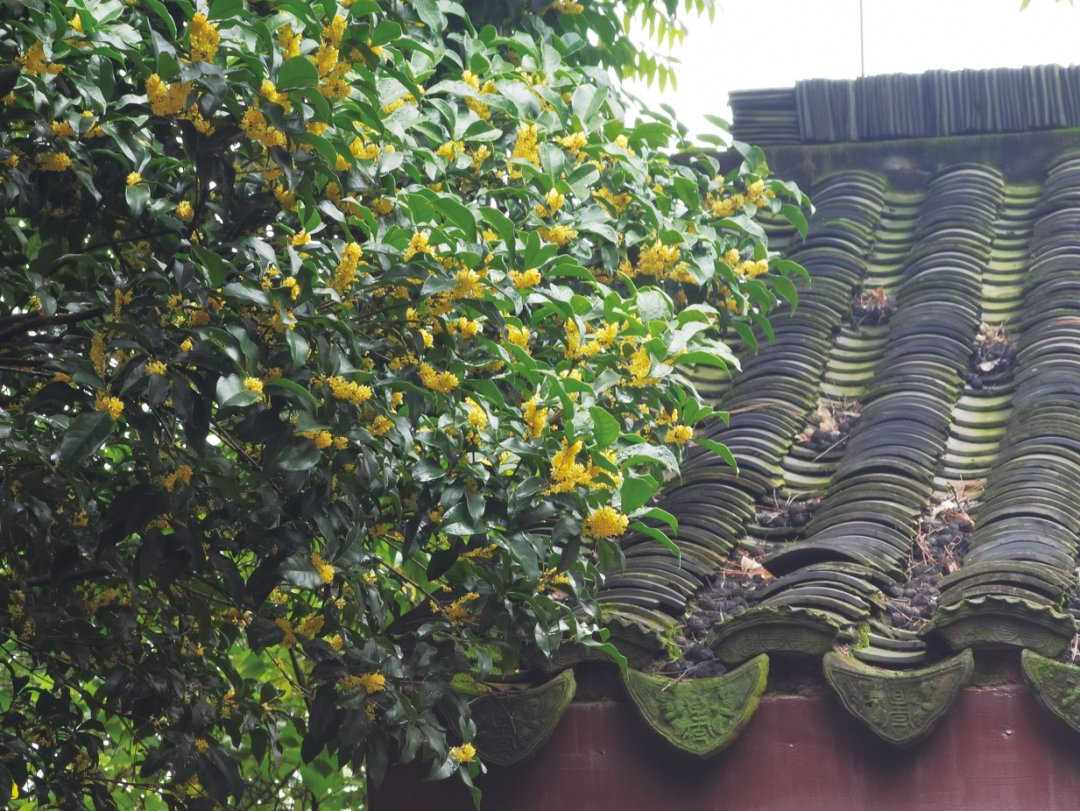 LinpingStyle's tweet image. 🌼🍂In the #autumn air of #Linping, the scent of osmanthus fills the streets. Take a bite of the soft, dense #osmanthus cake, sip a cup of rich osmanthus wine, or enjoy a sweet, fragrant osmanthus-coated chestnut… 😋Let this aroma linger on your tongue.