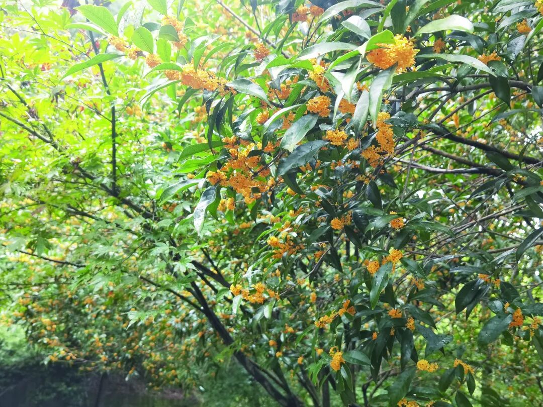 LinpingStyle's tweet image. 🌼🍂In the #autumn air of #Linping, the scent of osmanthus fills the streets. Take a bite of the soft, dense #osmanthus cake, sip a cup of rich osmanthus wine, or enjoy a sweet, fragrant osmanthus-coated chestnut… 😋Let this aroma linger on your tongue.