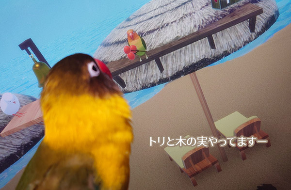 yuiga_s's tweet image. トリと木の実。ボタンが出たので記念撮影ｗ