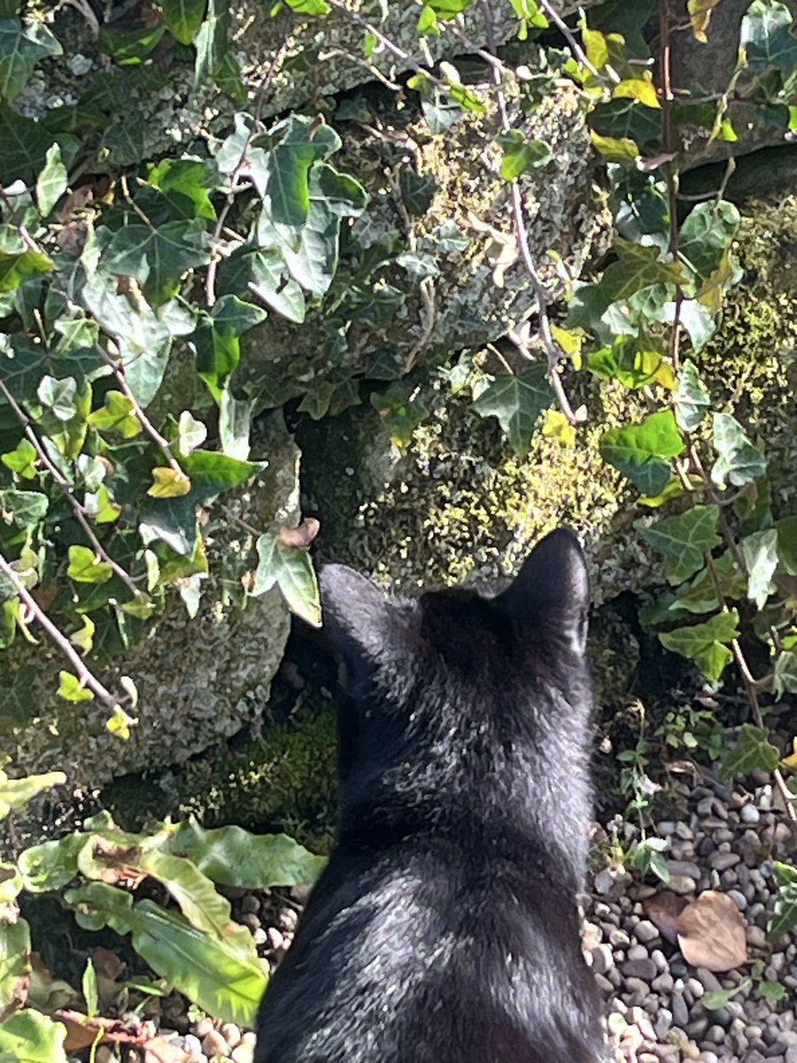 Friends, der are meesies 🐁 hiding in this wall! Now I just have to wait for one of them to pop its cute little head 🐭 out so that I can say hello 👋 😸😸