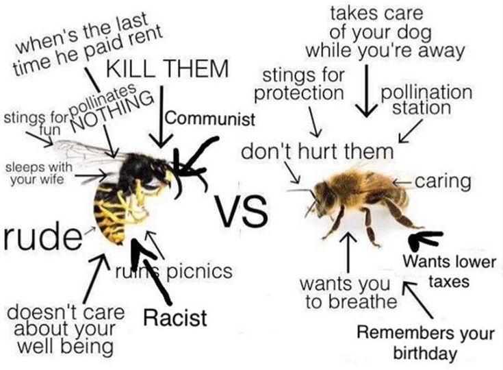 WWaltuhh's tweet image. Fun bee fact!:
Bees are your friend. Come outside.