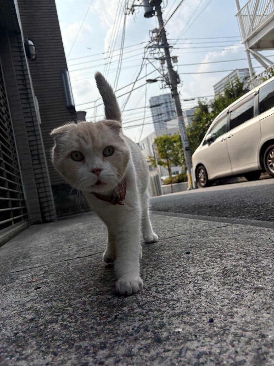 ronnietanaka's tweet image. 雨止まず寒！

早朝神社へ行き祓って祈願し浄め夜を締める。霧雨で🐦‍⬛来ず。ステ気にしロシアン🅿️行くと無猫。
早めに降り出したから仕方ないね。寒いしまた明日ね！
#mann