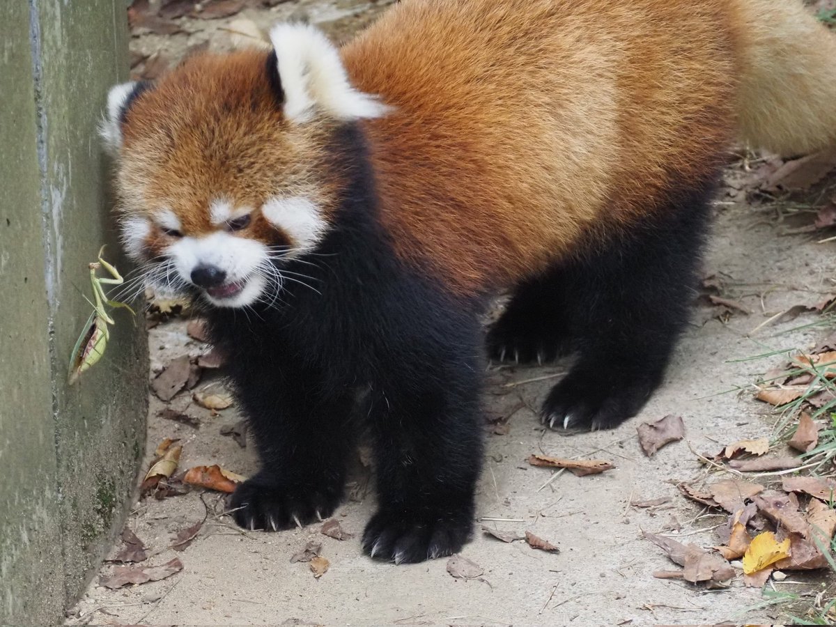 N2klYoNdP4u9sZV's tweet photo. モッチーくんとカマキリさん
#鯖江市西山動物園 #レッサーパンダ #モッチー https://t.co/ji1DfZqROo