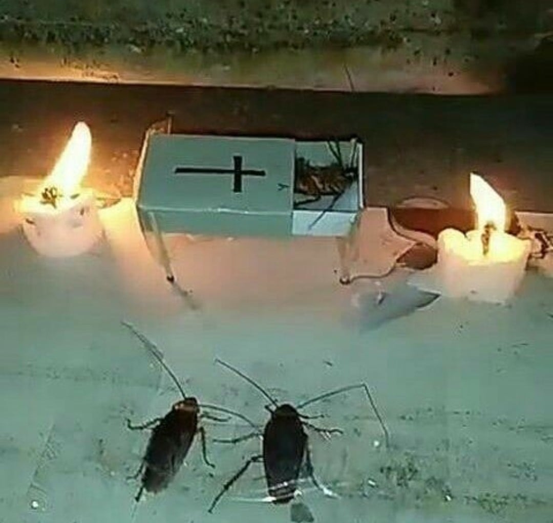 <a href="/467Doggo/">Jdawg</a> Asmongold's funeral