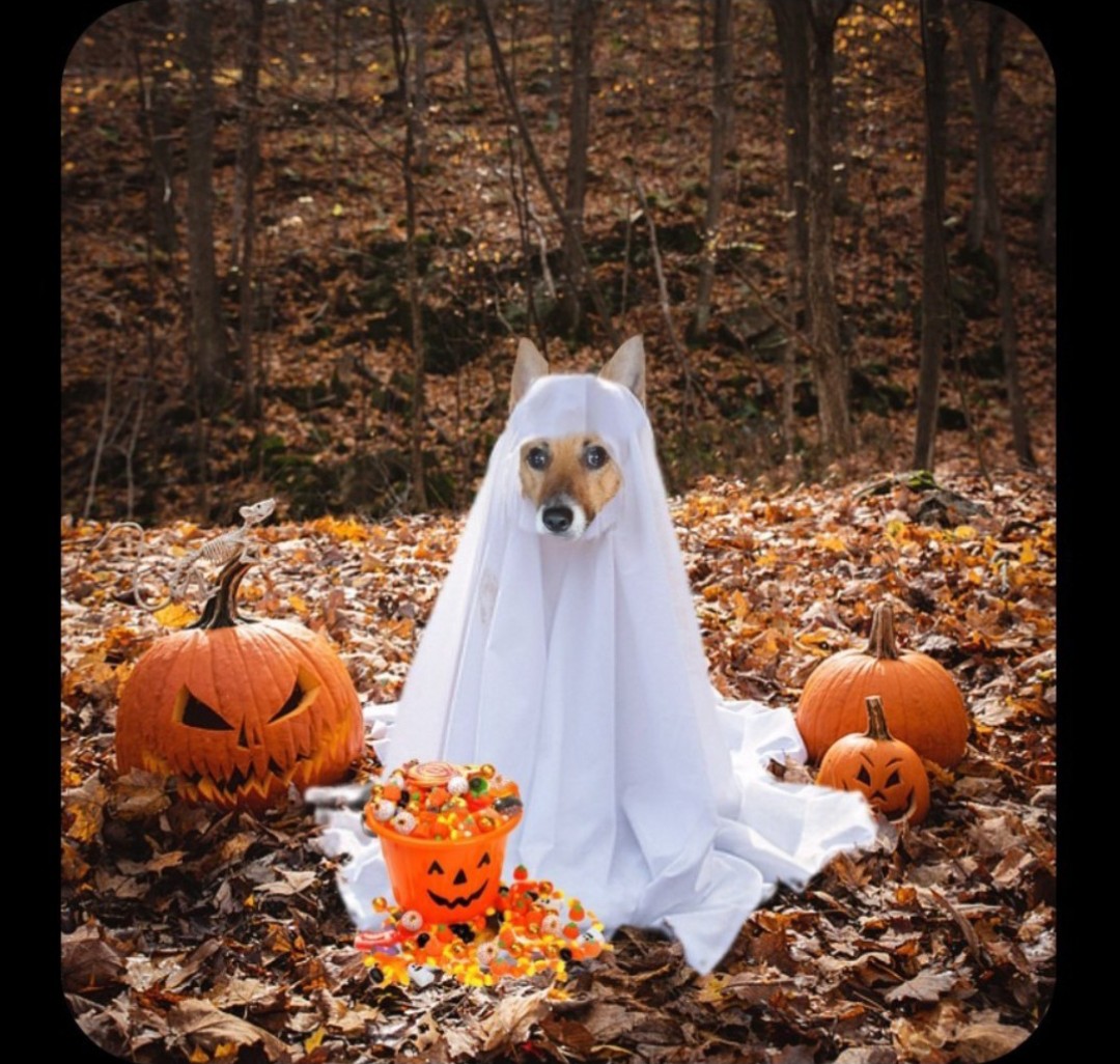 SuzyYoung24's tweet image. Fanku so much Emma &amp;amp; pals 
Lotsa love 
Hope me hardly scarry 🎃costume gives u all a giggle too
Oreo🐾👋&amp;amp;mum Suzy🫂💗💗