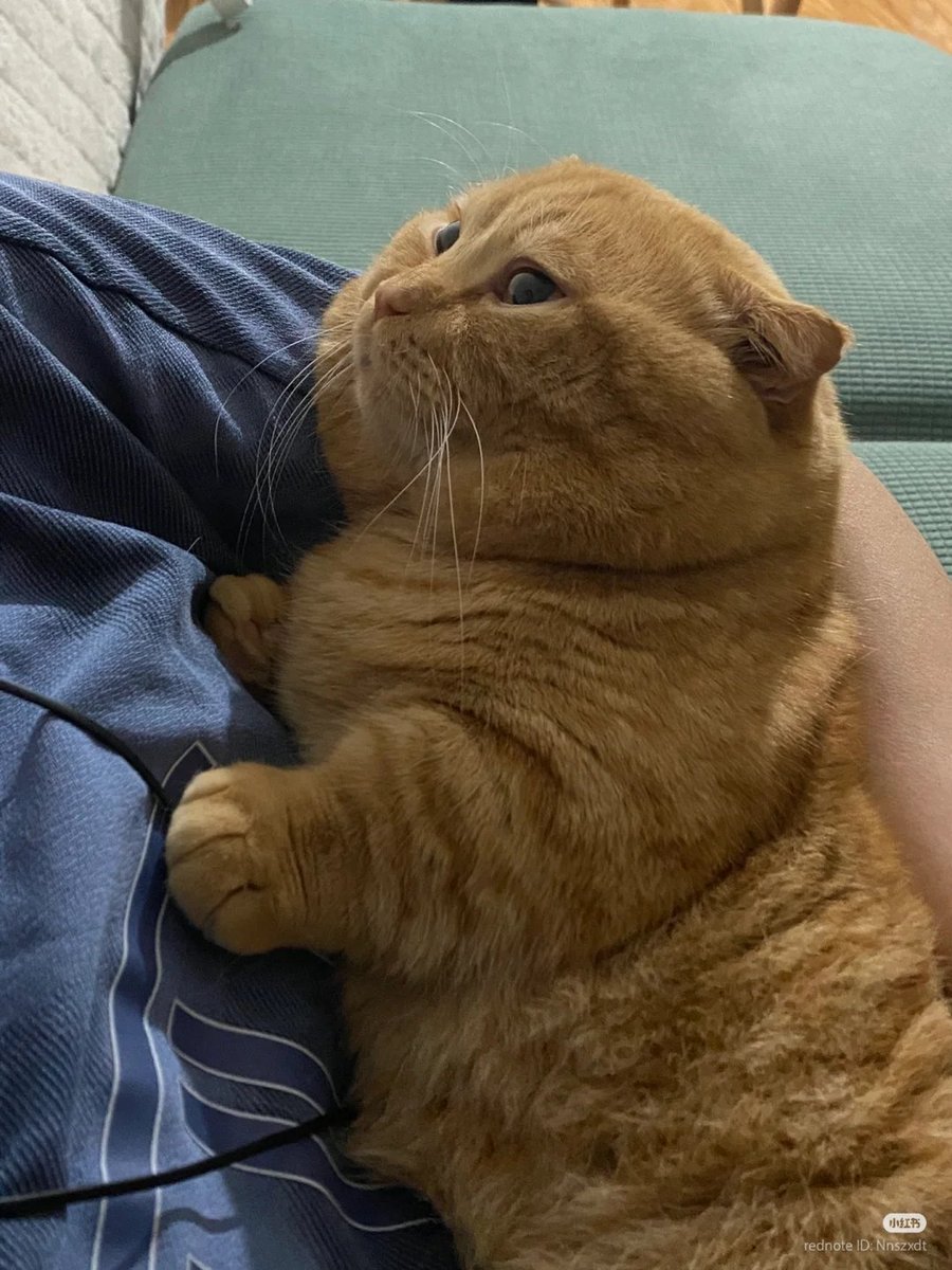 nocontextscats's tweet image. FATTY