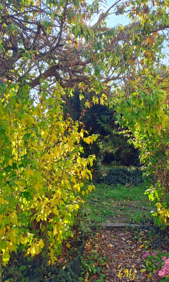 Have you ever woke up in the morning not thinking about I have to do this and that or think about how others are doing, but thinking about what you want to do today 💃🏻🌳🍃🍁🌞 #Saturday #NatureBeauty #NatureLovers #HappyWeekend #AutumnVibes #StormHour
