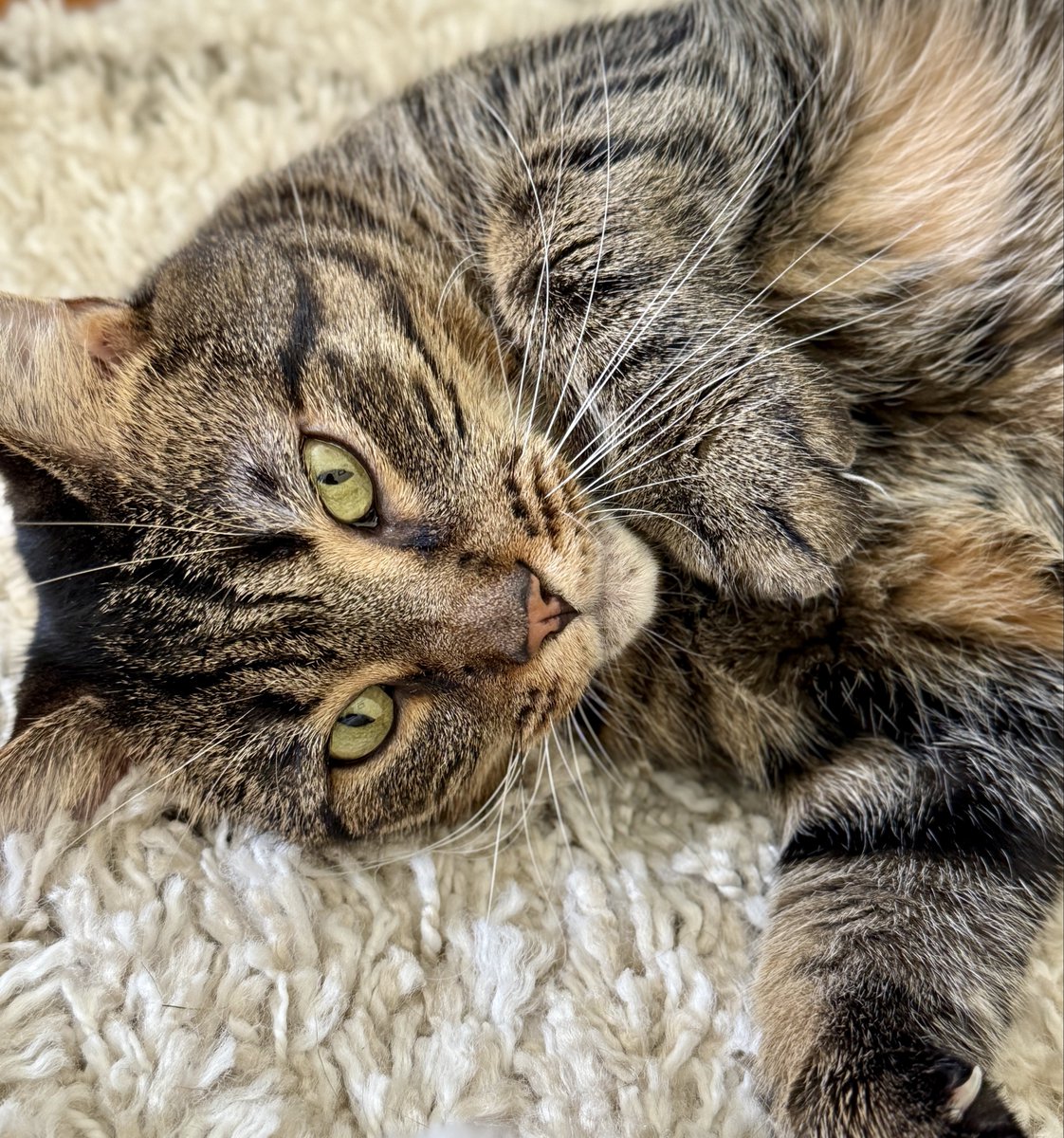 MissyBBBobtail's tweet photo. A cat will love you more in a single day than most people will in a lifetime. https://t.co/P5myaKubSG