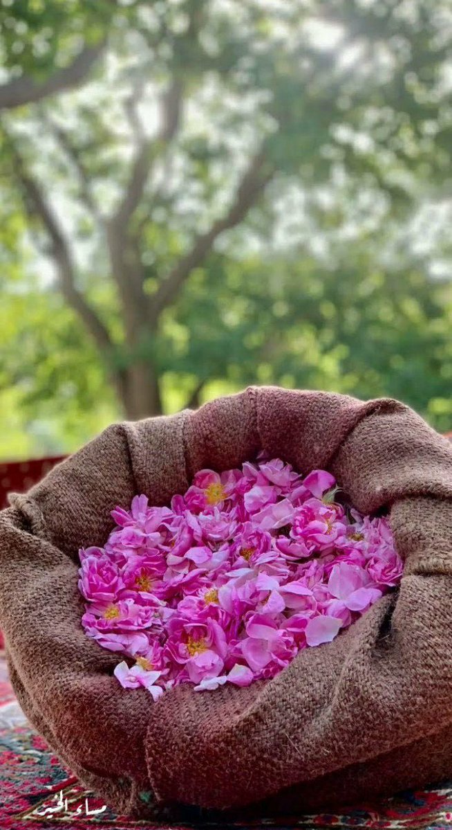h1212mm's tweet image. مساء السبت المميز …🍂💐

 #طفشانه
#مساء_الخير