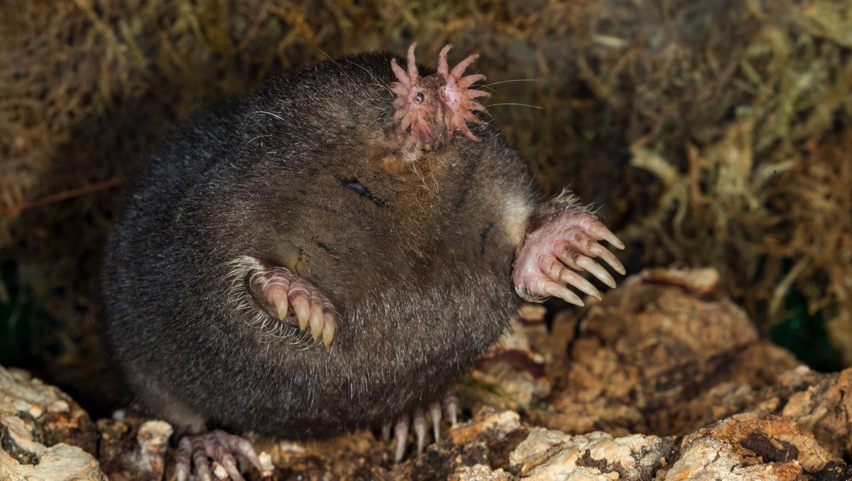 ribbonsinnature's tweet image. admire his rotundness nails and snout #moletwt