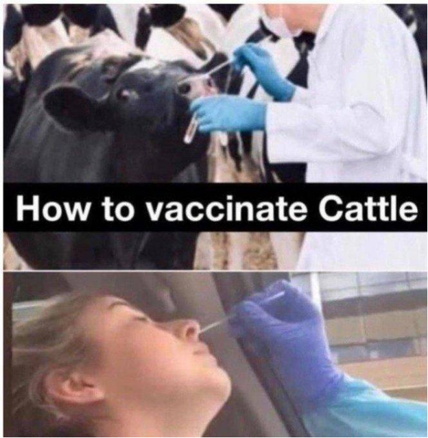 Pixty3's tweet image. ⏰#ITALIA
CRIMINI CONTRO L'UMANITÀ

#TestPCR="#VACCINAZIONE"

stateofthenation.co/?p=60434

frontiersin.org/journals/cell-…

stateofthenation.co/?p=66273