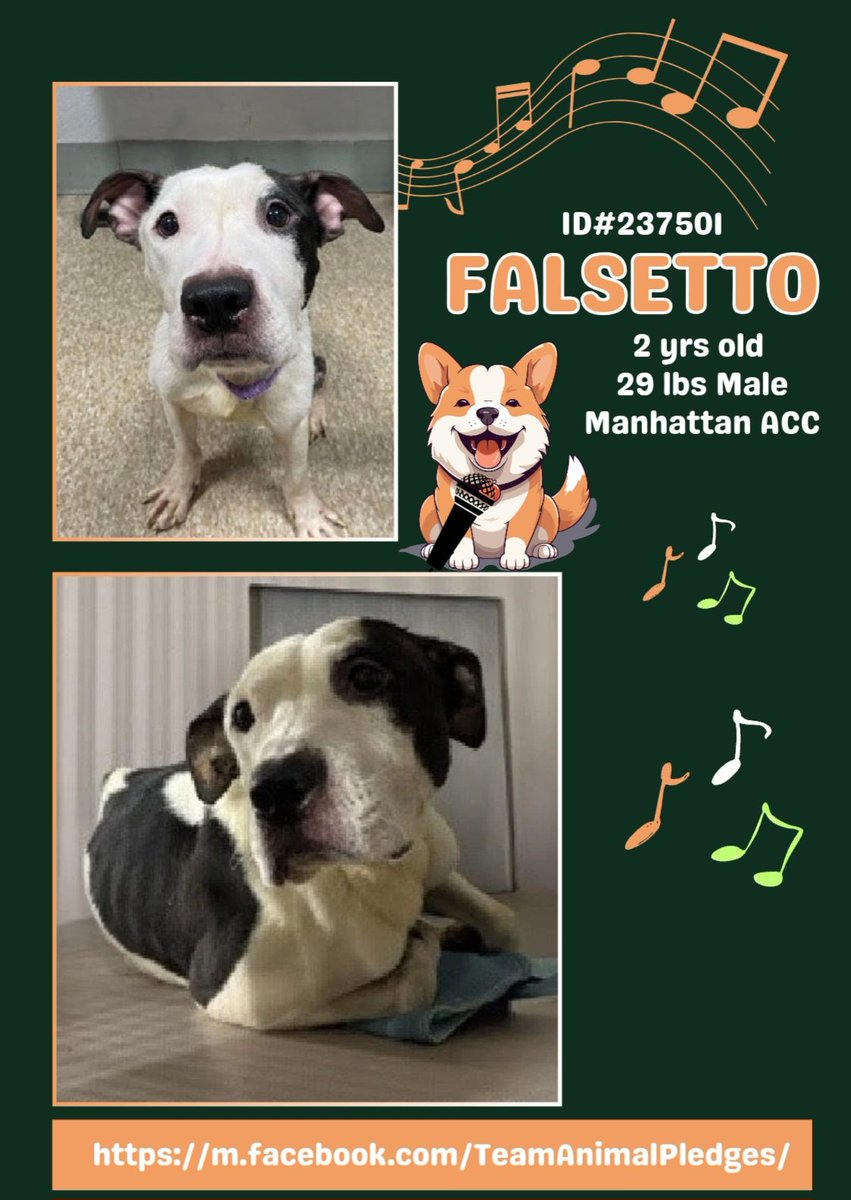 samj_jane's tweet image. 🐕 #NewDogontheblock
nycacc.app/browse/237501 Meet Gorgeous 2yr old Falsetto has no summary but looks a darling he's also emaciated needs some good meals and a loving hand Pls help him 🙏 Dm @CathyPolicky #Foster #Pledge #AdoptMe Falsetto 💖🐶