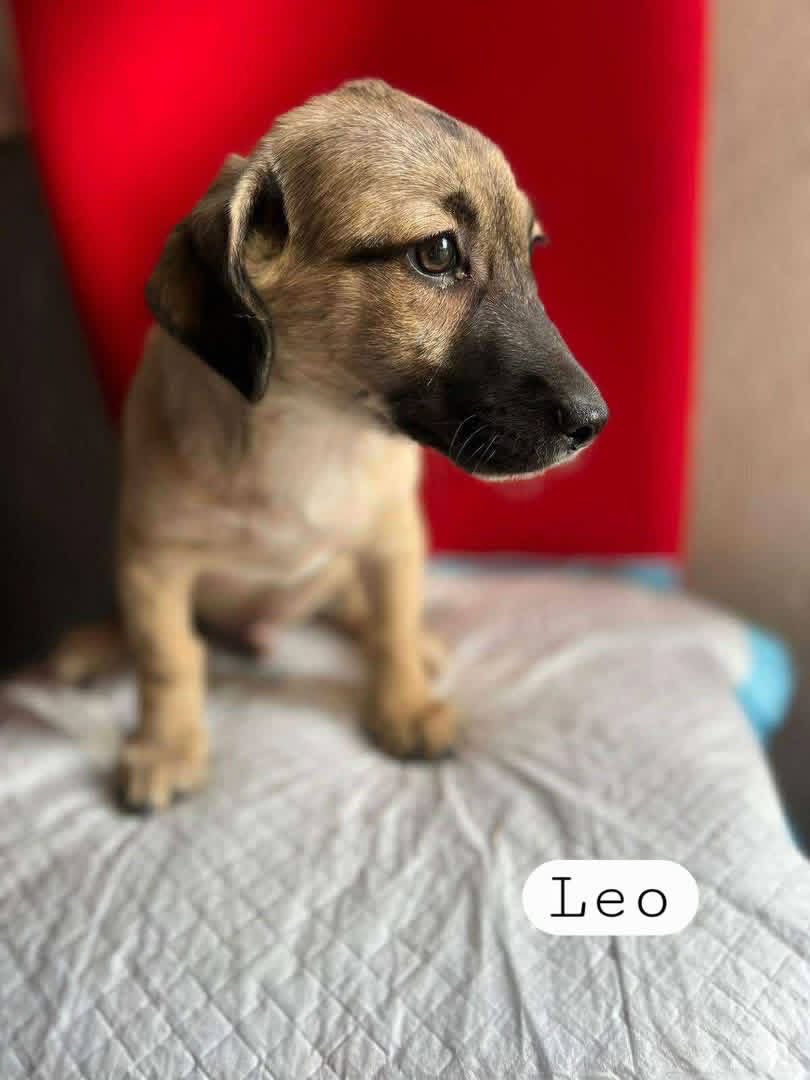 PfotenV's tweet photo. Unsere Babies❤️LINA, LEO und ARIELLE ❤️ca. 3,5 Monate alt, suchen noch ein warmes Plätzchen bevor Herbst und Winter ins Land ziehen... Mitte bis Ende Oktober wäre es soweit❤️

Die Geschwisterchen hatten einen mehr als harten Start ins Leben. https://t.co/gEcz2TMohB