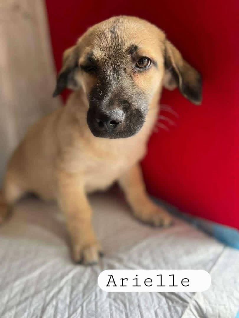 PfotenV's tweet photo. Unsere Babies❤️LINA, LEO und ARIELLE ❤️ca. 3,5 Monate alt, suchen noch ein warmes Plätzchen bevor Herbst und Winter ins Land ziehen... Mitte bis Ende Oktober wäre es soweit❤️

Die Geschwisterchen hatten einen mehr als harten Start ins Leben. https://t.co/gEcz2TMohB