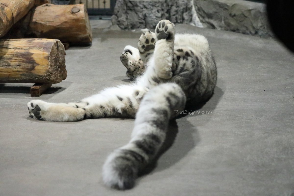 円山写ん歩
ころりん
***
Take a walk at Maruyama Zoo
Rolling
***
🐾
🐾
#円山動物園 #ユキヒョウ #フブキ
#maruyamazoo #snowleopard #fubuki