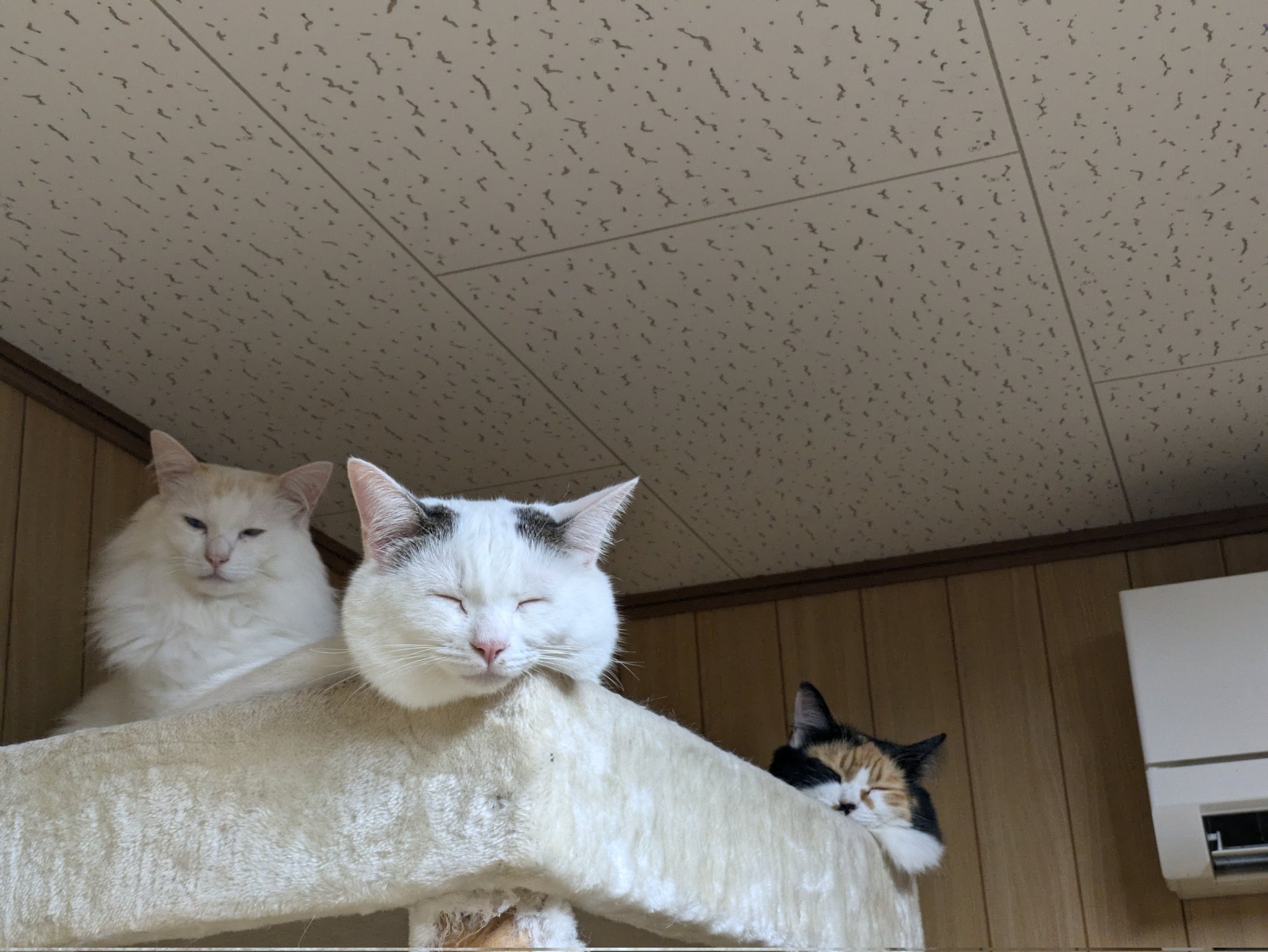 日本産土壌動物 2巻セット 日本産土壌動物 2巻セット