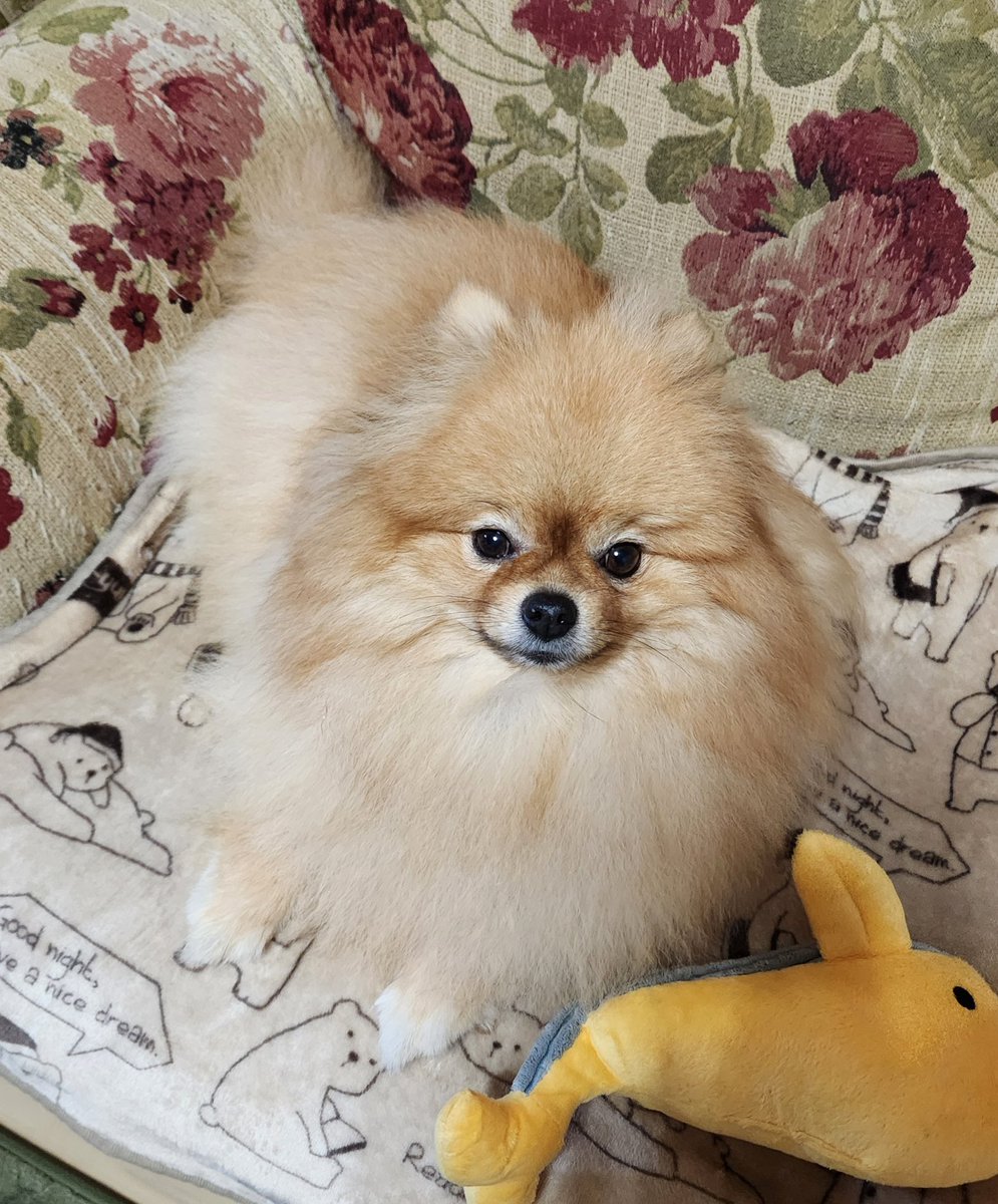 nanameneri's tweet image. こんばんワン𓈒 𓏸 𓐍 𓂃 𓈒
楽しい連休を過ごしてね🎶💕🐶
　　　　　　#ポメチー　#pomchi 
　　　　　　#ポメチワ　#チワポメ
　　　　～◇お山の夕焼け◇～