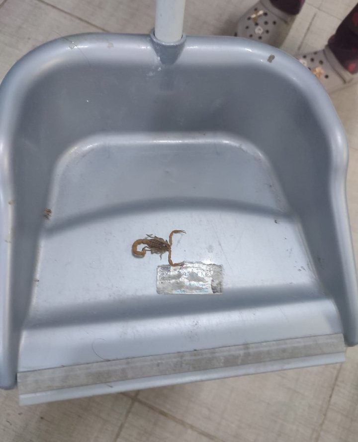 sonfeciikedyy's tweet image. Arkadaşlarım günlerdir odalarında, yataklarında akrep buluyorlar ve binalarındaki görevliye haber verdiklerinde öldürüp bir şey yok deniyor. Sadece akrep değil bir çok böcek sorunu yaşanıyor. Yetkililerin ilgisizliği birinin hayatına mal olabilir. #adanafevzicakmakkyk #gsb #yurt