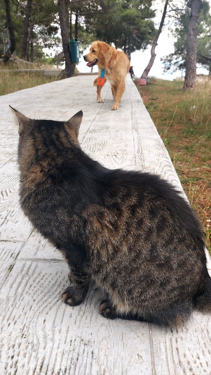 ...güne keyif katanlar...
🐕🐈❤️