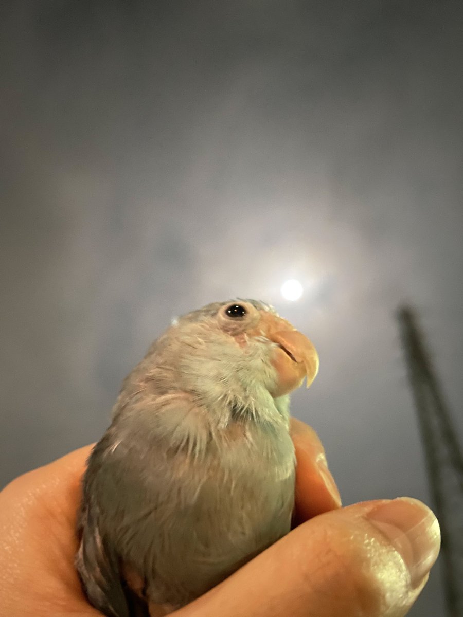 少し前のお月様とこむぎさん🌕🐦

#マメルリハ #インコ