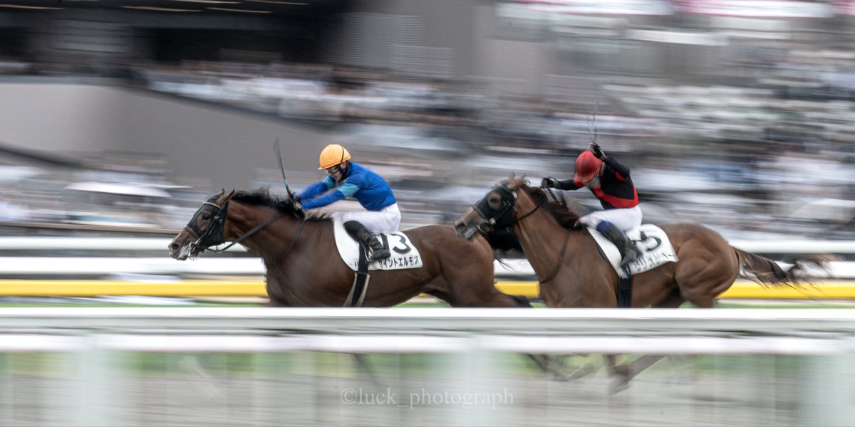 luck_photograph's tweet image. #セイントエルモズ
#菅原明良
#東京競馬場