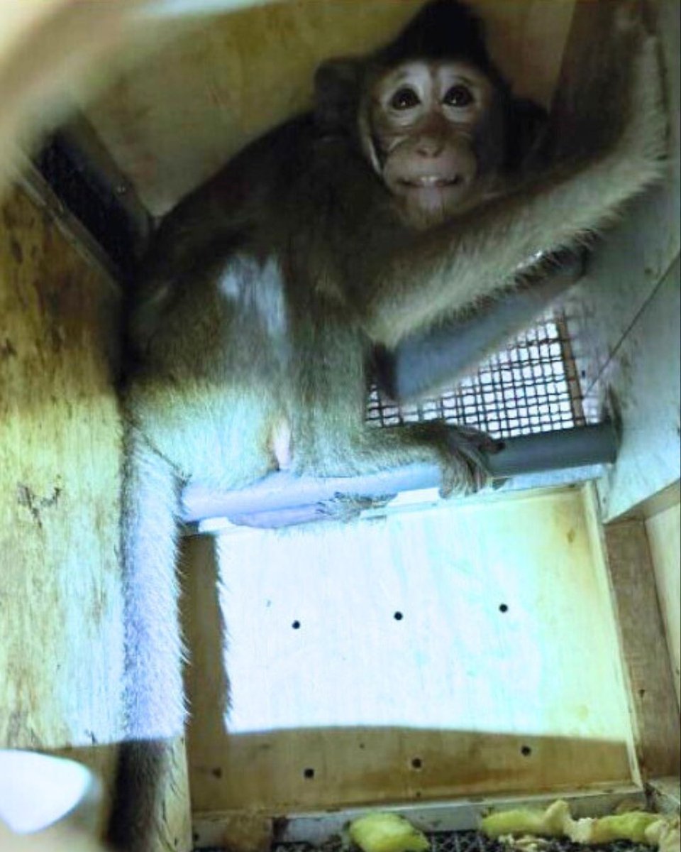 AboliciónVivisección tweet media