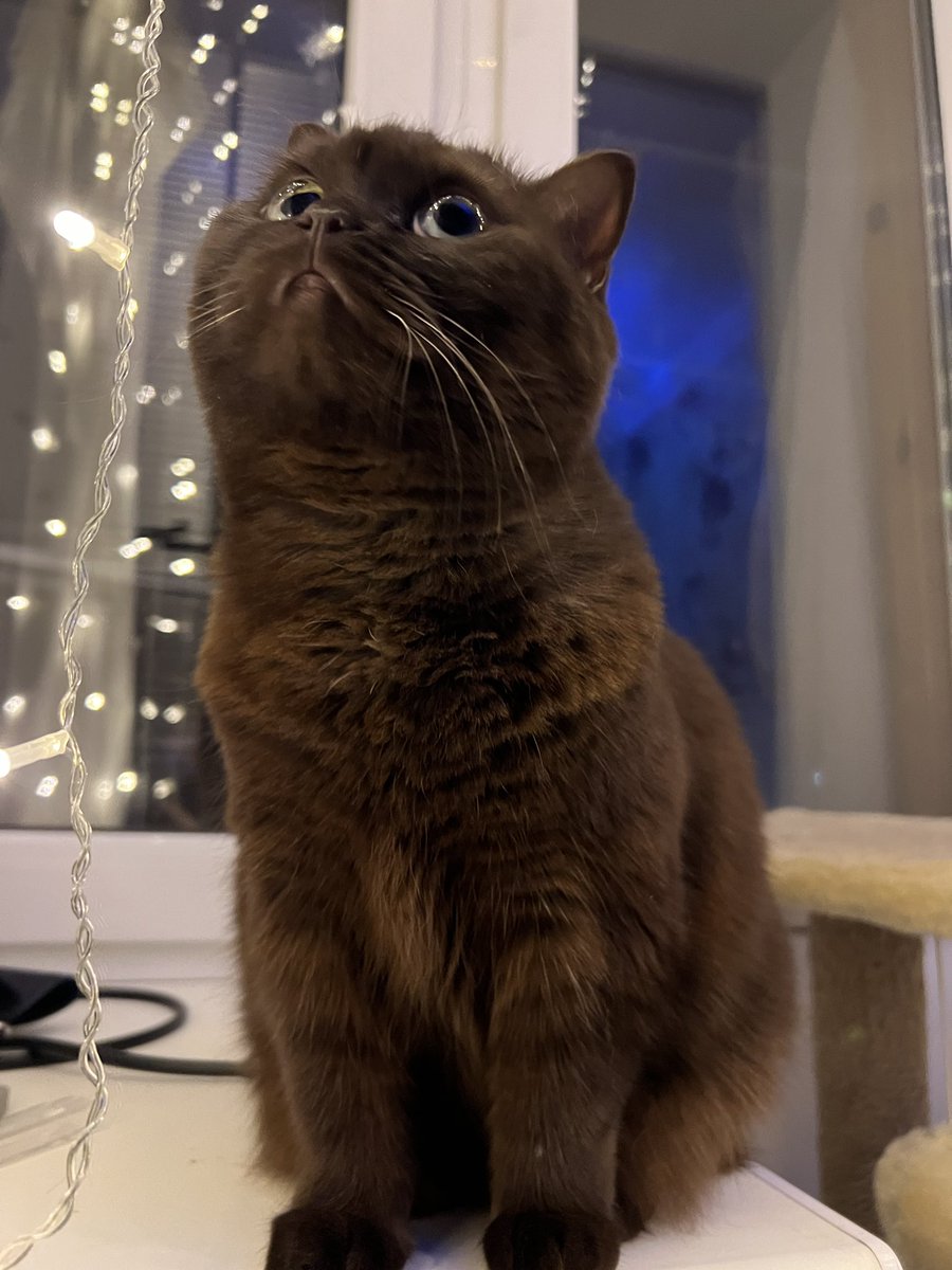 Аннушка с маслом и кошка Кирочка🐈‍⬛ tweet media