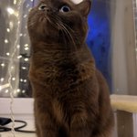 Photo by Аннушка с маслом и кошка Кирочка🐈‍⬛ (@Meow_So)