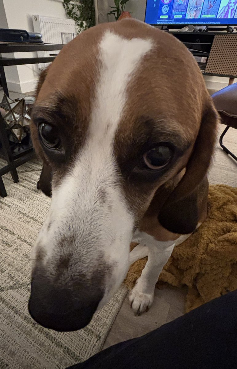 STOP! Boop that nose for a great weekend!

Done it? Great carry on!