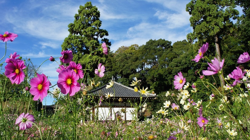 maruetsu55's tweet image. 桜井市の「安倍文殊院」にて (10/11)
夕方急に晴れてきた。 #秋桜