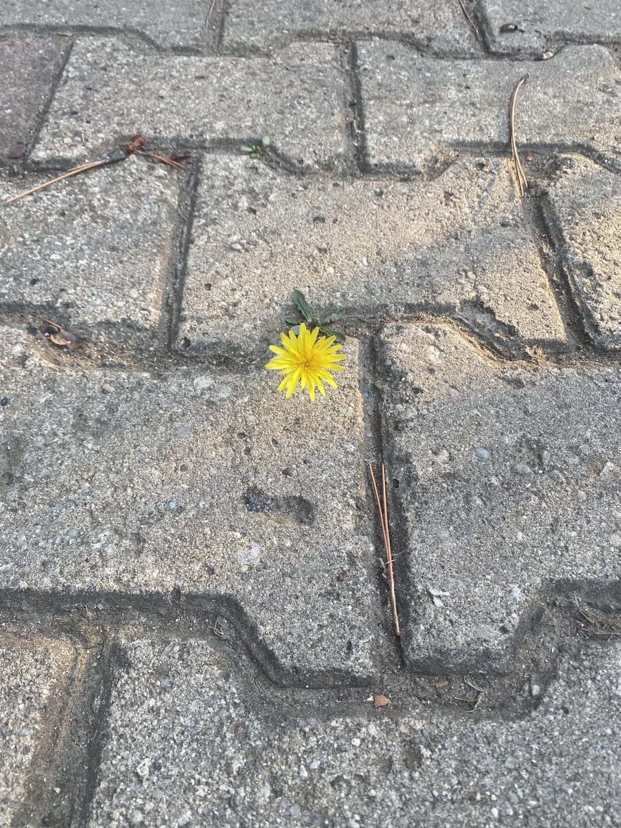 İki taş arasında çiçek açtıran Rabb’ime şükürler olsun.
#mutluhaftasonları