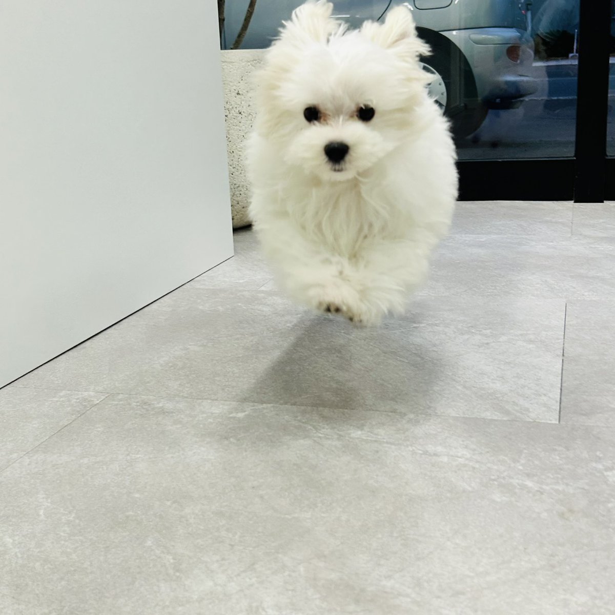 dtccae86's tweet photo. 我が家にワンコがやってきました🐾
今日はハチロク初体験✨️ https://t.co/gkvvHZls38