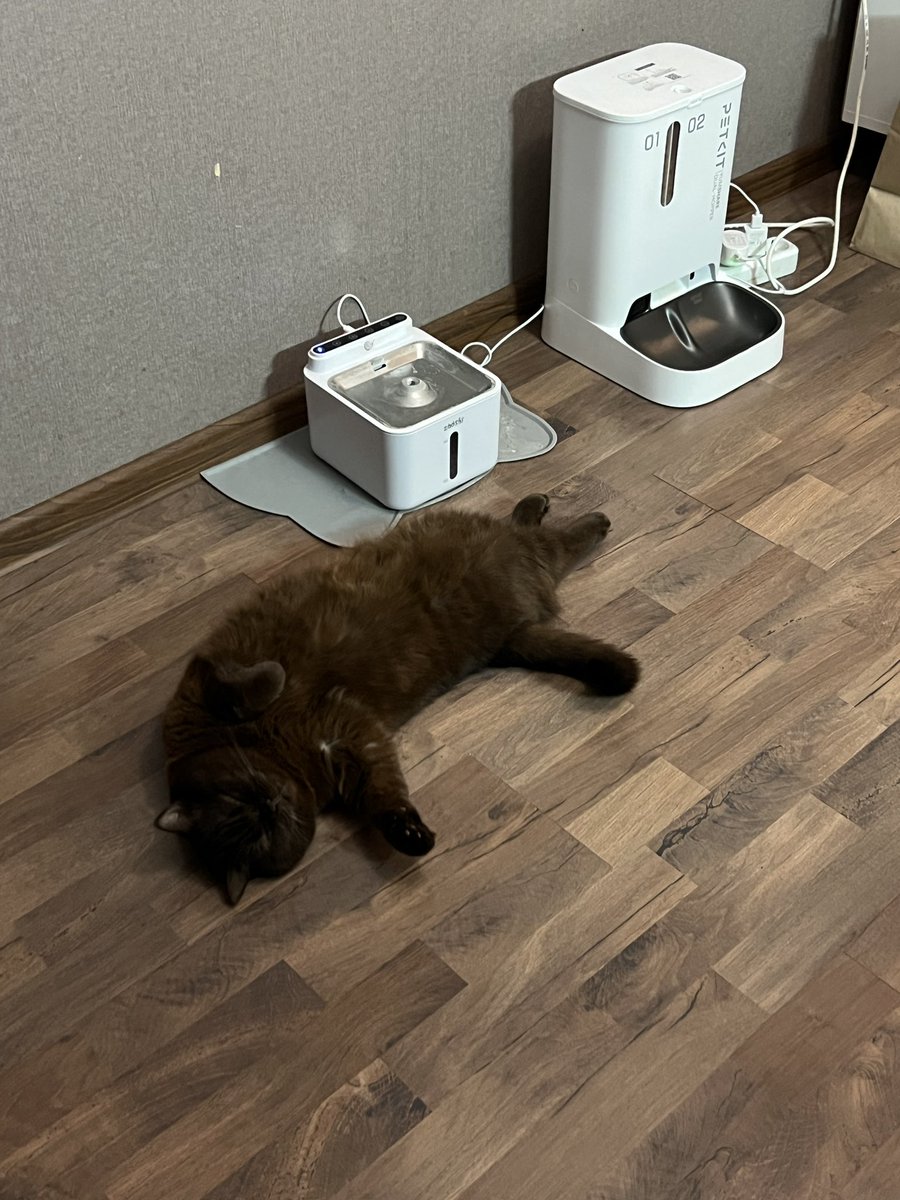 Аннушка с маслом и кошка Кирочка🐈‍⬛ tweet media