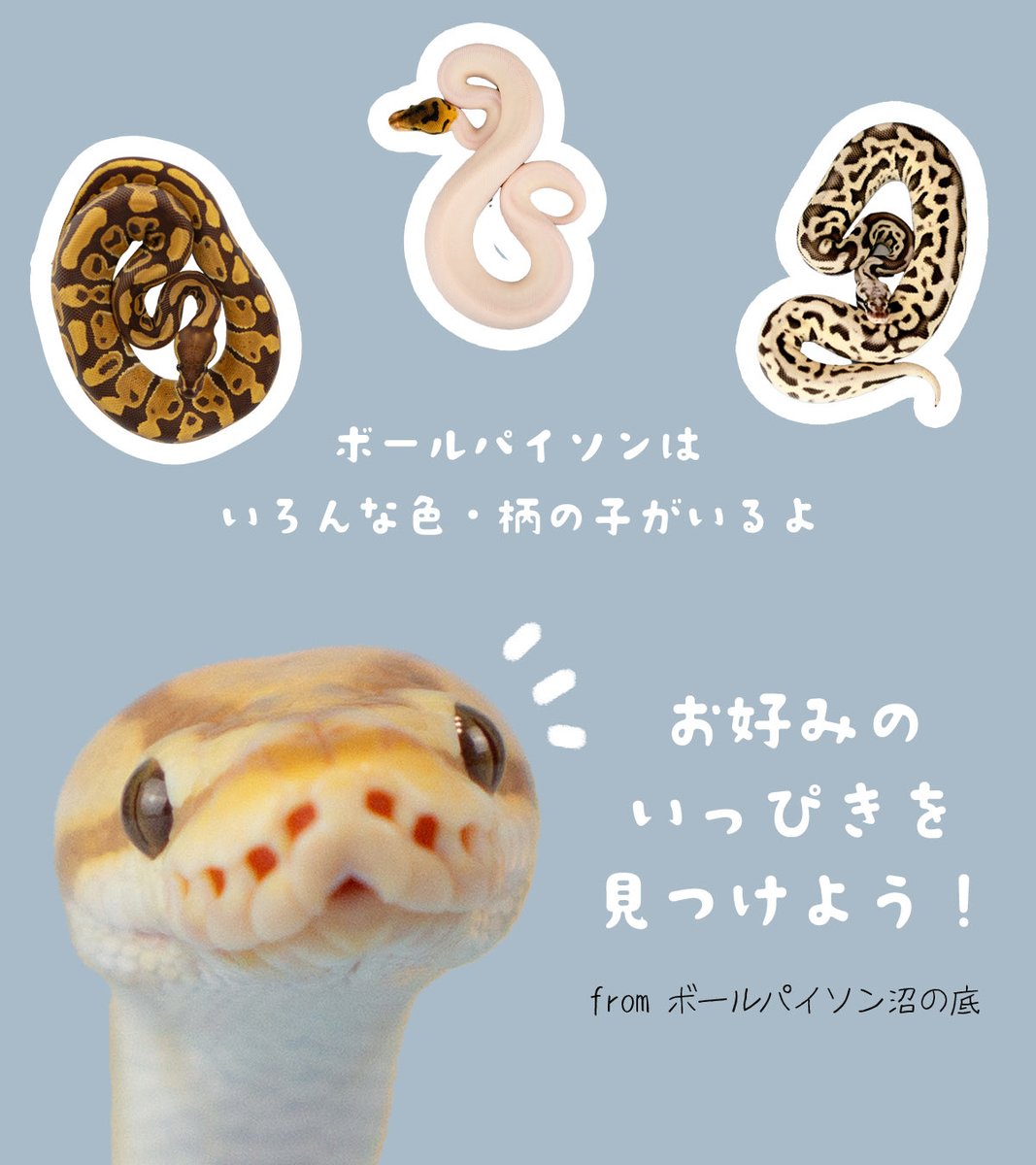 uwabami556's tweet image. フッフッフッ 気づいてしまいましたね…
そう、ボールパイソンは “かわいい” のです…!