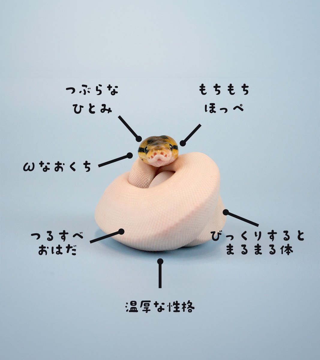 uwabami556's tweet image. フッフッフッ 気づいてしまいましたね…
そう、ボールパイソンは “かわいい” のです…!