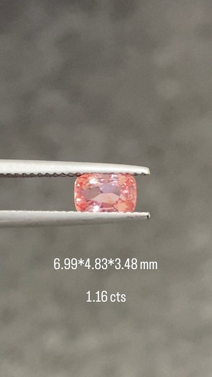 【Masa Gems日本支部】Mame tweet media