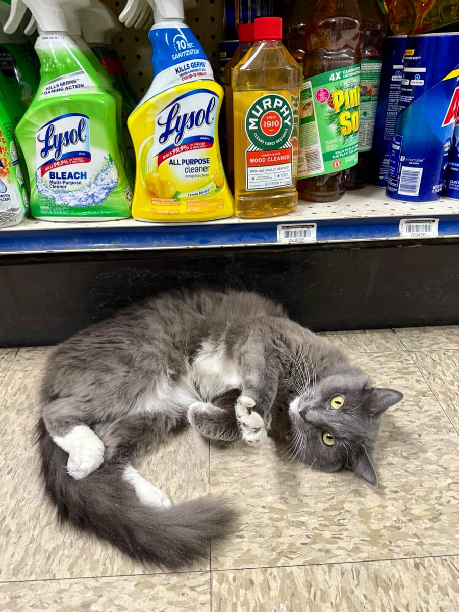 Bodega Cats (@bodegacats_) on Twitter photo 