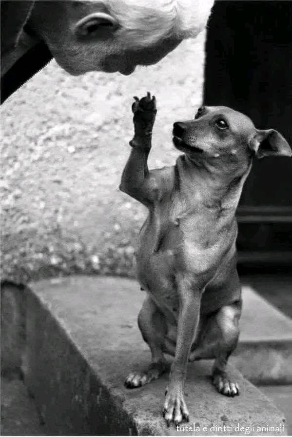 Sabes porqué Dios no le dió habla a los perros? 
 Para enseñarnos que la felicidad, el amor y la lealtad, se demuestran con acciones y no con palabras.