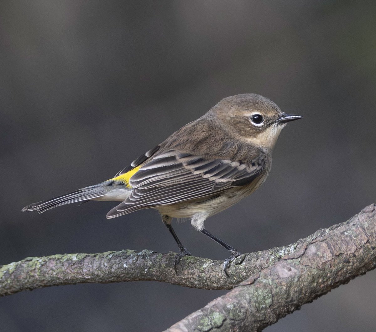 jacquelineUWS's tweet image. Yellow-rumped warbler showing off its best asset in Central Park’s Pinetum. 😉💛

#birdcpp #birding