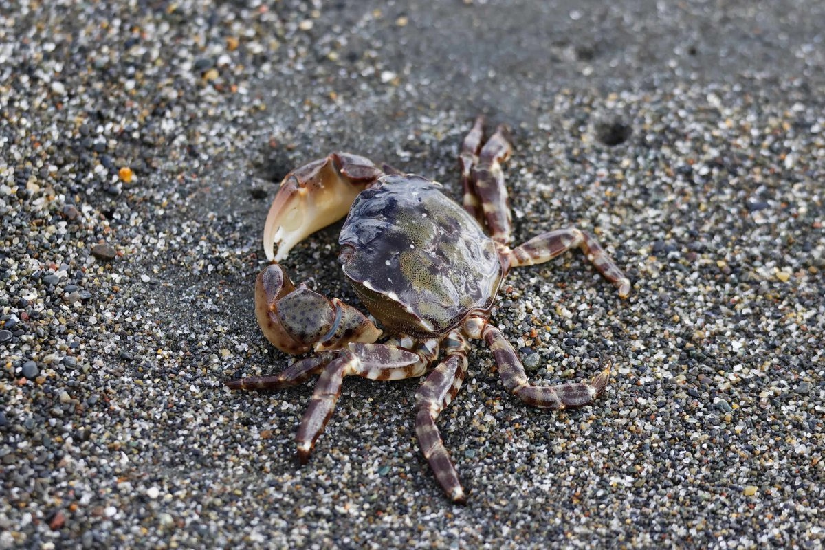 manukiphoto2025's tweet image. 砂浜にイソガニが打ち上げられていました
弱ってはいましたがまだ生きていたので、海へ帰してあげました😊

#イソガニ #苫小牧