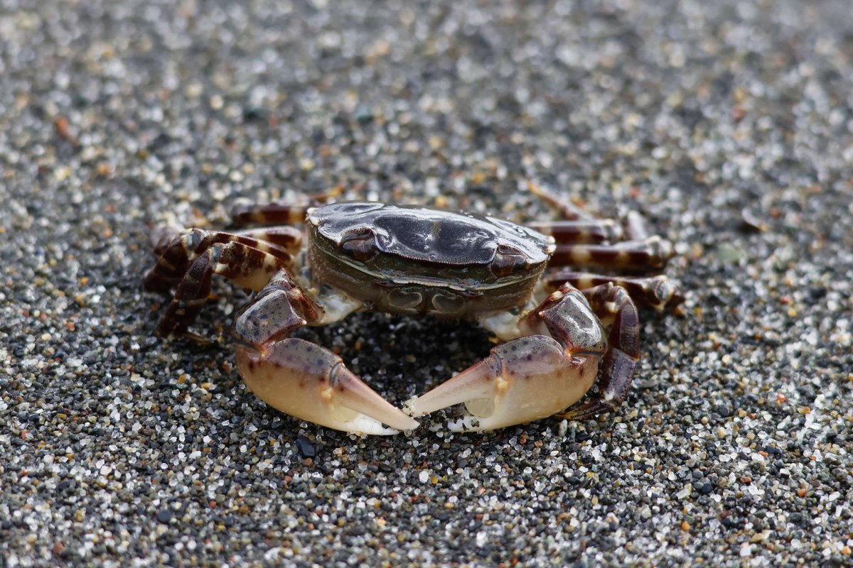 manukiphoto2025's tweet image. 砂浜にイソガニが打ち上げられていました
弱ってはいましたがまだ生きていたので、海へ帰してあげました😊

#イソガニ #苫小牧