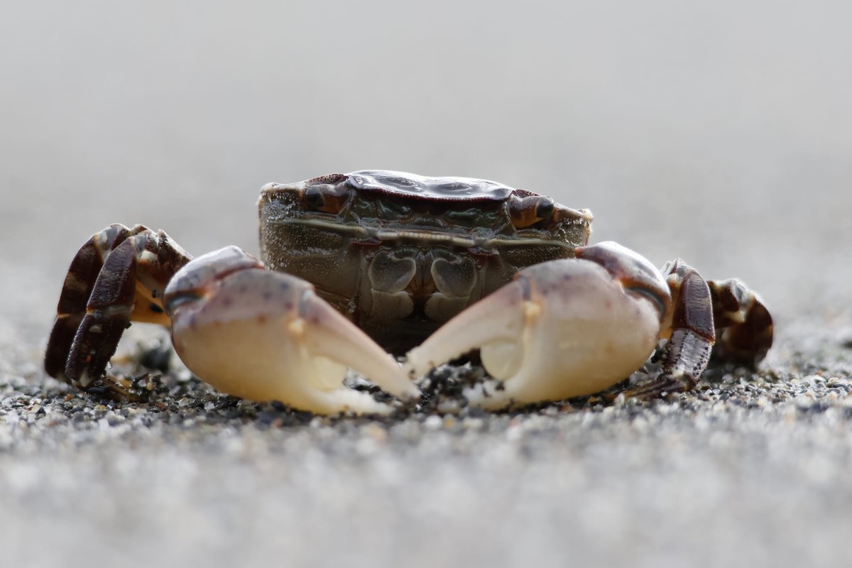 manukiphoto2025's tweet image. 砂浜にイソガニが打ち上げられていました
弱ってはいましたがまだ生きていたので、海へ帰してあげました😊

#イソガニ #苫小牧
