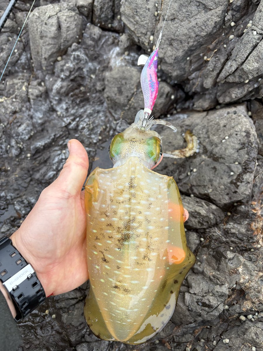 OJIMON_86's tweet photo. 今日は1ヶ月ぶりのイカ釣り🦑
けっこう厳しいのかなと思っていましたが、蓋を開けてみたらグッドサイズ＆2桁釣果で大満足の結果でした😊
#エギング #アオリイカ #男鹿 https://t.co/jCAn2LbHsk