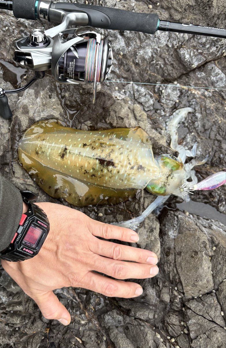 OJIMON_86's tweet photo. 今日は1ヶ月ぶりのイカ釣り🦑
けっこう厳しいのかなと思っていましたが、蓋を開けてみたらグッドサイズ＆2桁釣果で大満足の結果でした😊
#エギング #アオリイカ #男鹿 https://t.co/jCAn2LbHsk