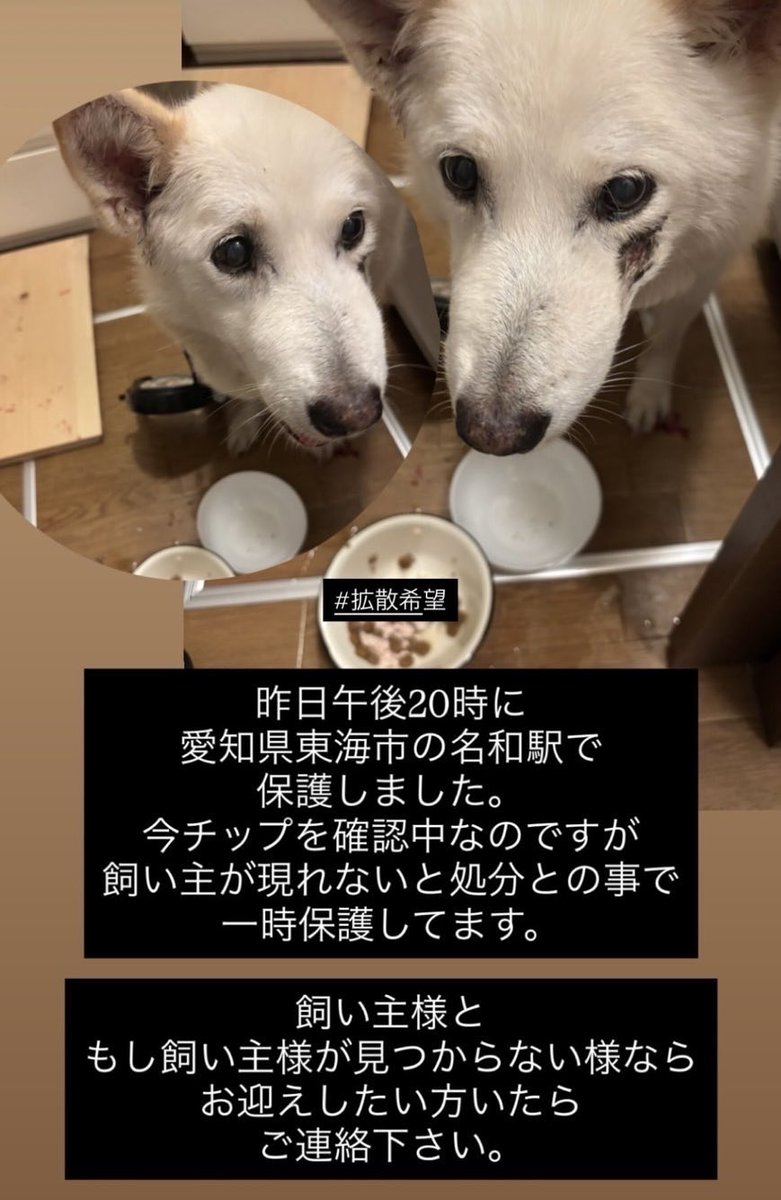 ma_55_77's tweet photo. 愛知の知り合いが保護しています。
どうか家族に会えますように、
何か情報ありましたら、連絡ください🙇‍♀️ https://t.co/zD3HeW2Xfj