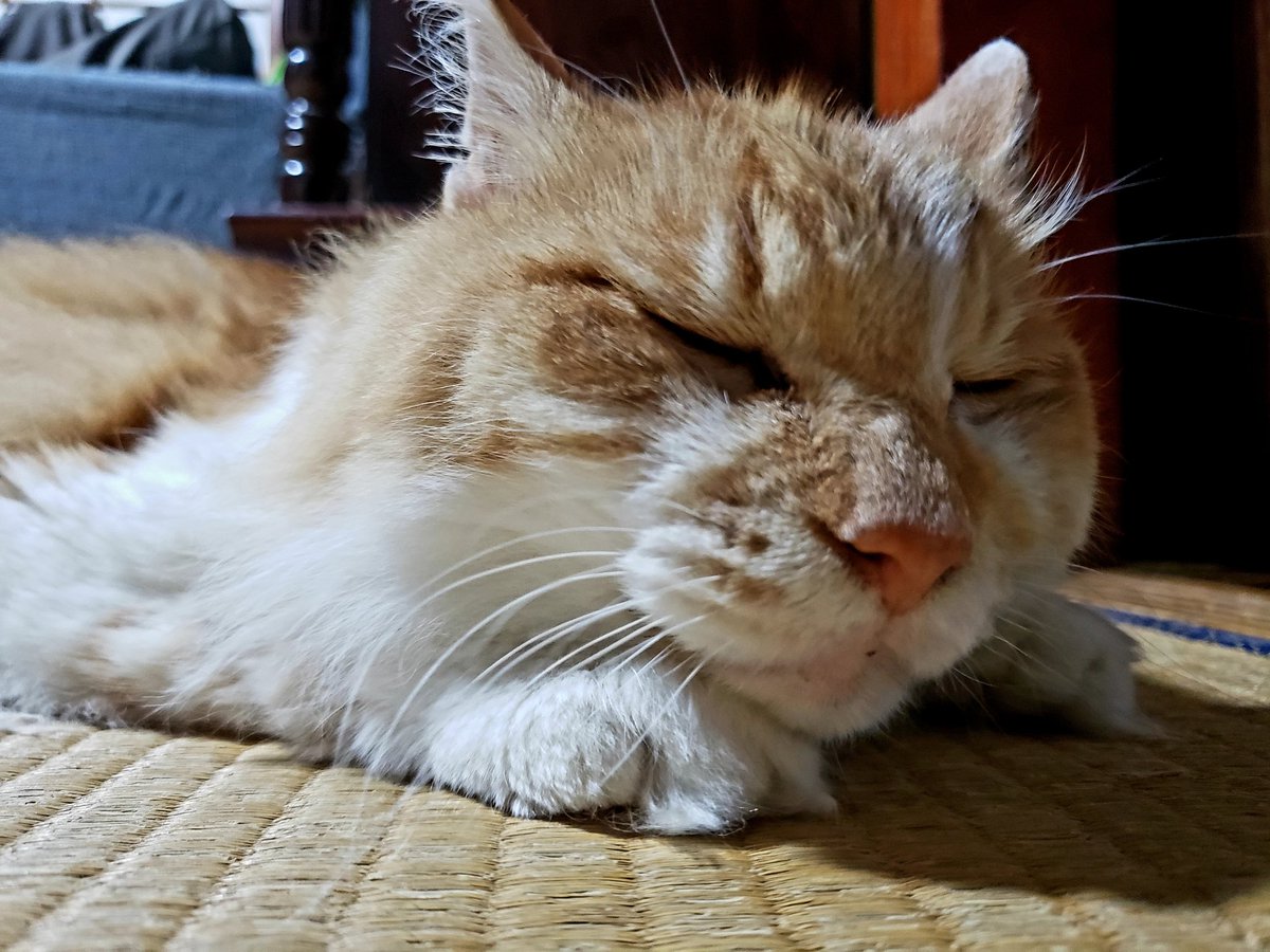 in2nd1's tweet image. そいじゃあトムくんラスト１日行ってくるでよ(　・ω・)